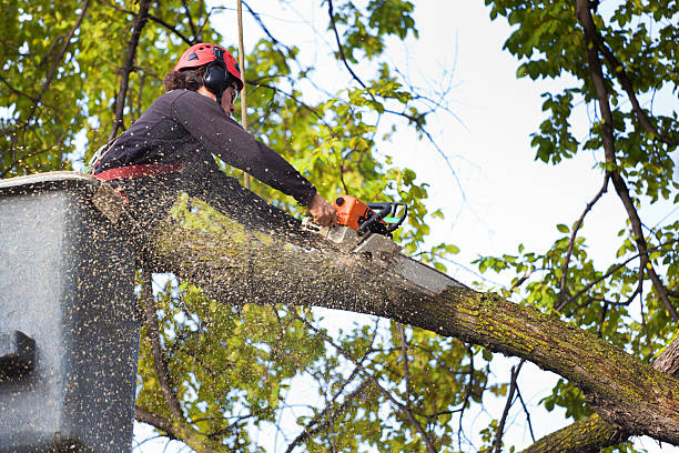 Best Tree Stump Removal  in Innsbrook, VA